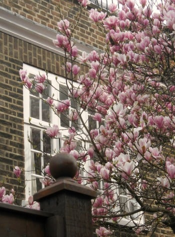 Spring Blossoms in Chelsea