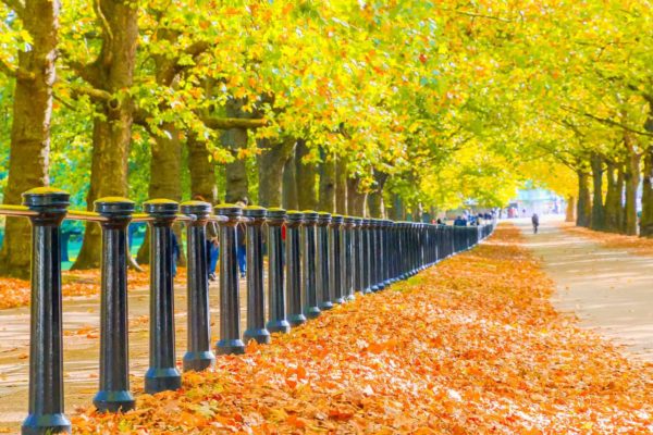 6 Places To See Fall Foliage In London by London Perfect