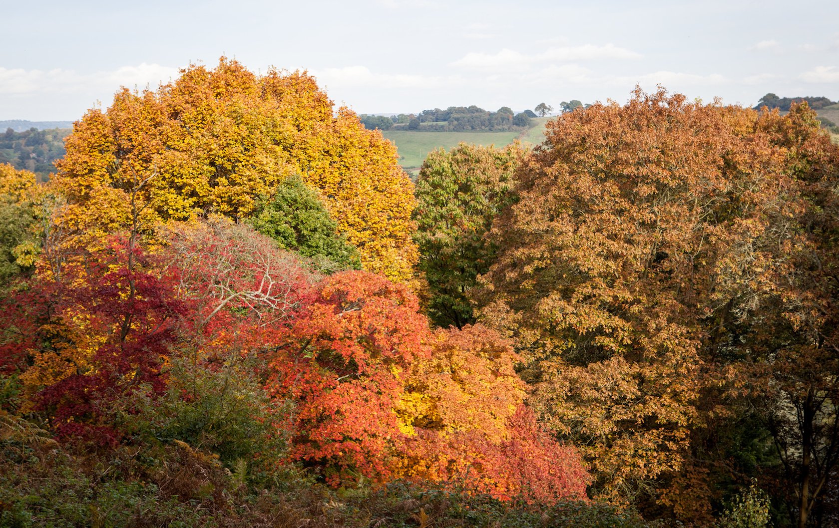 fall foliage in London by London Perfect