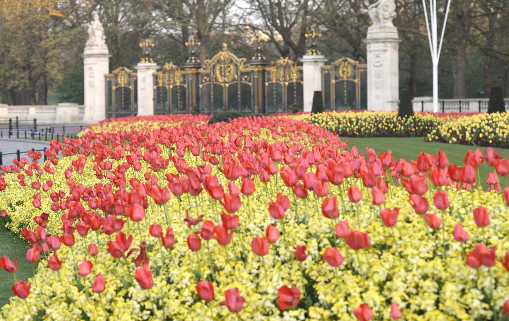 Where to See the Earliest Spring Blooms in London London Perfect