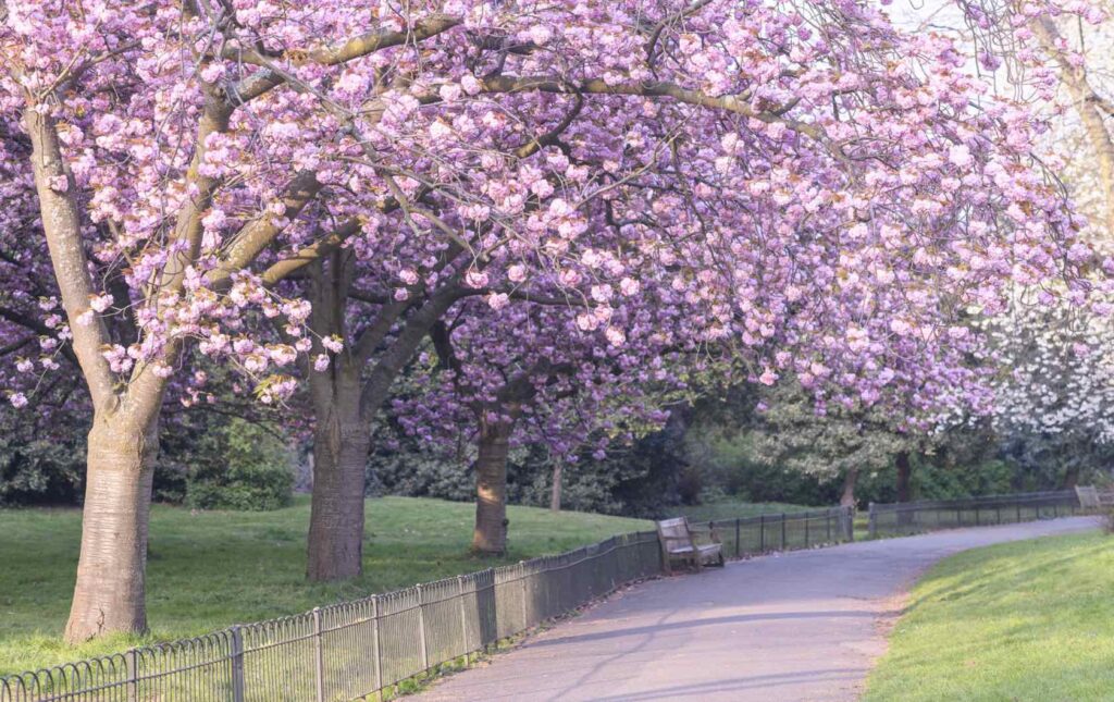 Don't Miss the Spring Blooms in Kensington and Chelsea - London Perfect