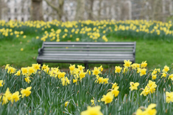 daffodils