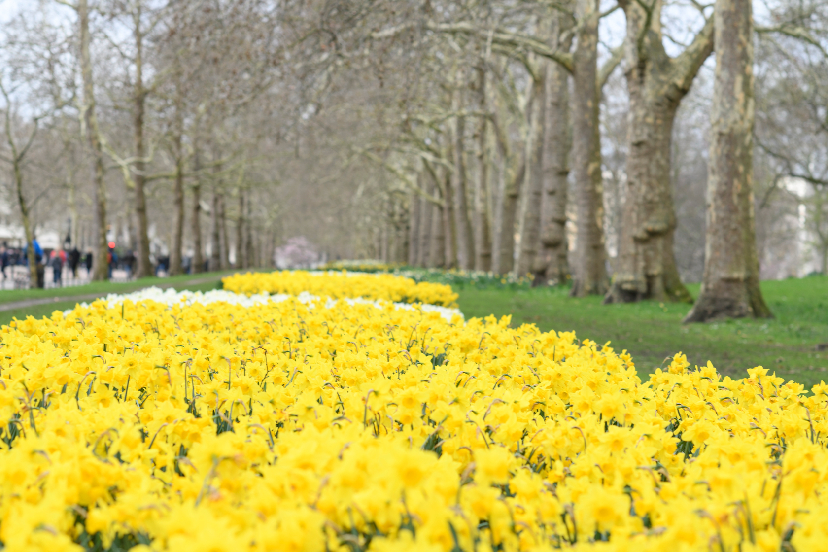 daffodils