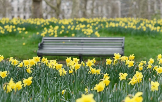 Celebrating Spring with Daffodils in London